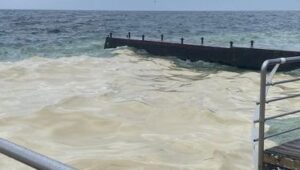 Детальніше про статтю Розлив рослинної олії в Чорному морі: екологічні наслідки та наукові оцінки