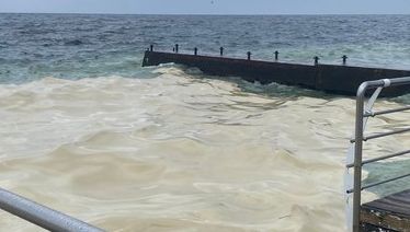 Детальніше про статтю Розлив рослинної олії в Чорному морі: екологічні наслідки та наукові оцінки