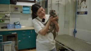 Детальніше про статтю Одеського кота лікують після тривалого утримання на прив’язі