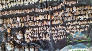 Детальніше про статтю У нацпарку на Одещині зафіксовано масове винесення морських крабів штормом