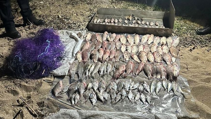 Детальніше про статтю Незаконний вилов риби на Одещині під час нересту
