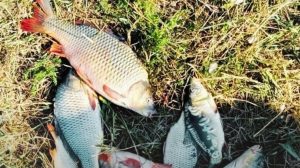 Детальніше про статтю На Одещині викрили браконьєра на Хаджибейському лимані
